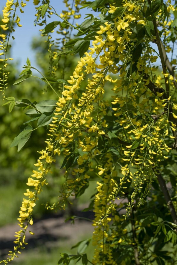 aubour de Waterer Laburnum watereri 'Vossii' arbuste 30-40 C3 Laburnum watereri 'Vossii' arbuste 30-40 cm