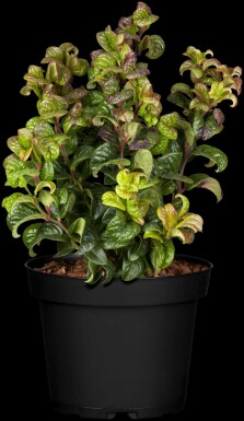 Leucothoe en épi Leucothoe axillaris 'Curly Red' arbuste 20-25 C2 Leucothoe axillaris 'Curly Red' arbuste 20-25 cm