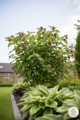 Leycesteria formosa 'Purple Rain' arbuste 35-40 cm