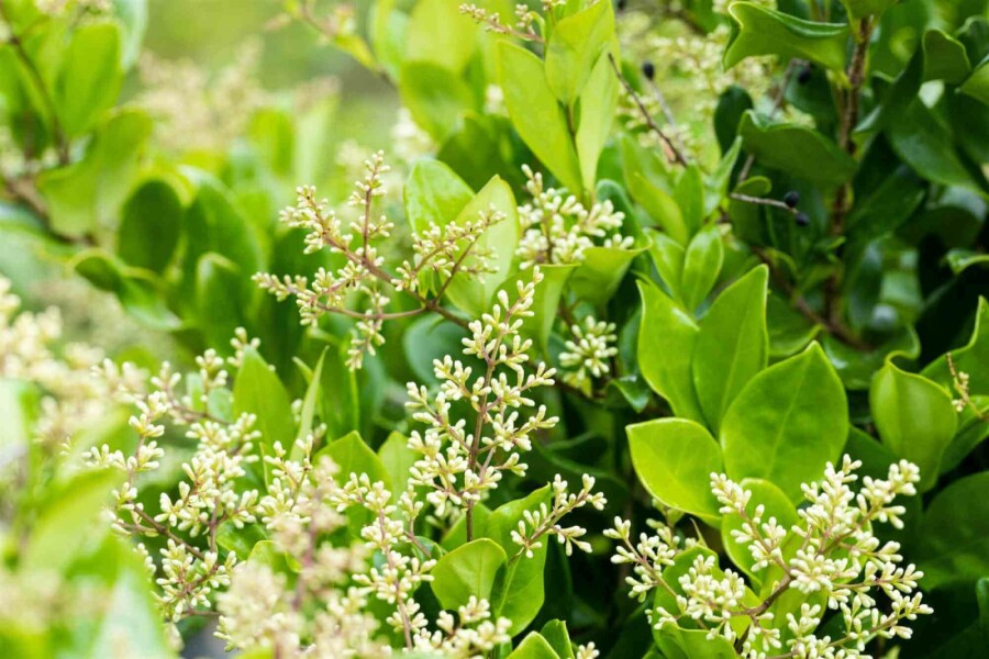 Troène du japon Ligustrum japonicum 'Texanum' arbuste 50-60 C7,5 Ligustrum japonicum 'Texanum' arbuste 50-60 cm