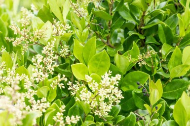 Ligustrum japonicum 'Texanum' C10 80-100