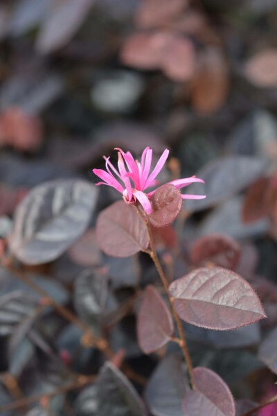 Loropétale de chine Loropetalum chinense 'Fire Dance' arbuste 60-70 C5 Loropetalum chinense 'Fire Dance' arbuste 60-70 cm
