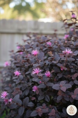 Loropetalum chinense 'Fire Dance' arbuste 60-70 cm