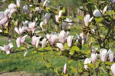 Magnolia 'Heaven Scent' C7,5 100-125