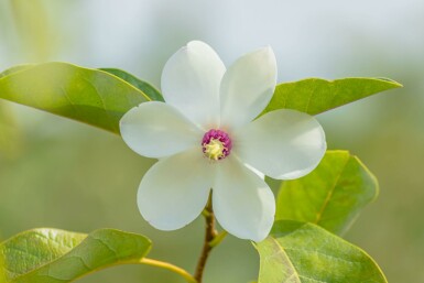 Magnolia de siebold Magnolia sieboldii arbuste 40-60 C3 Magnolia sieboldii arbuste 40-60 cm