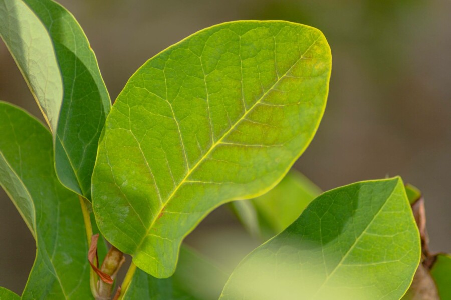 Magnolia de siebold Magnolia sieboldii arbuste 40-60 C3 Magnolia sieboldii arbuste 40-60 cm
