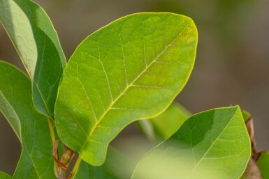 Magnolia de siebold Magnolia sieboldii arbuste 40-60 C3 Magnolia sieboldii arbuste 40-60 cm