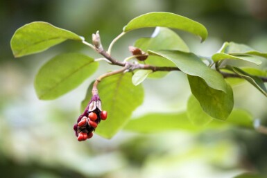 Magnolia de siebold Magnolia sieboldii arbuste 40-60 C3 Magnolia sieboldii arbuste 40-60 cm