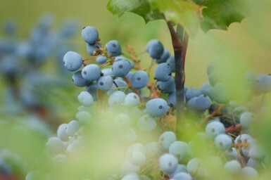 Mahonia à feuilles de houx Mahonia aquifolium arbuste 15-20 C2 Mahonia aquifolium arbuste 15-20 cm