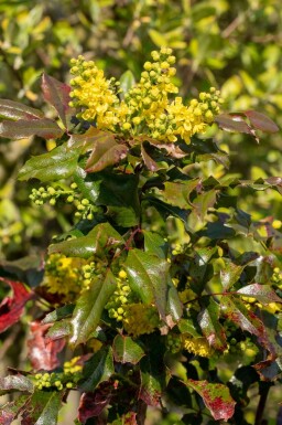 Mahonia à feuilles de houx Mahonia aquifolium arbuste 30-35 C2 Mahonia aquifolium arbuste 30-35 cm