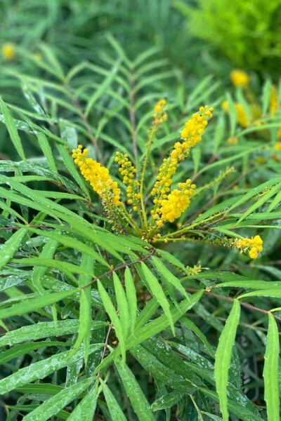 Mahonia eurybracteata 'Soft Caress' C3 25-30
