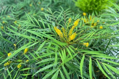 Mahonia eurybracteata 'Soft Caress' C3 25-30