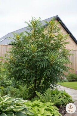 Mahonia eurybracteata 'Soft Caress' arbuste 25-30 cm