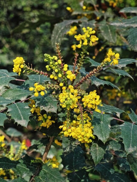 Mahonia media 'Charity' C2 25-30