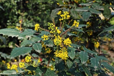 Mahonia media 'Charity' C2 25-30