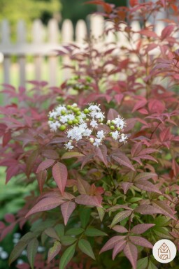 Nandina domestica arbuste 40-50 cm