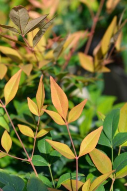 Bambou sacré Nandina domestica 'Gulfstream' arbuste 25-30 C2 Nandina domestica 'Gulfstream' arbuste 25-30 cm