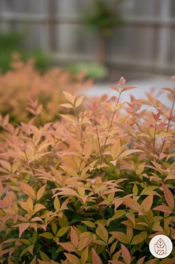Nandina domestica 'Gulfstream' arbuste 25-30 cm