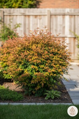 Nandina domestica 'Gulfstream' arbuste 30-40 cm