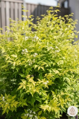 Nandina domestica 'Lemon and Lime' arbuste 20-25 cm