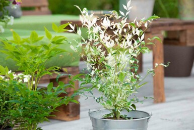 Bambou sacré Nandina domestica 'Twilight' arbuste 50-60 C20 Nandina domestica 'Twilight' arbuste 50-60 cm