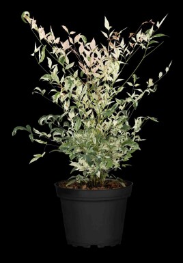 Bambou sacré Nandina domestica 'Twilight' arbuste 50-60 C20 Nandina domestica 'Twilight' arbuste 50-60 cm