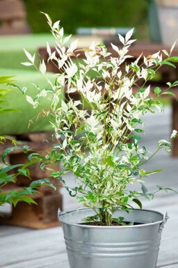 Bambou sacré Nandina domestica 'Twilight' arbuste 20-25 C2 Nandina domestica 'Twilight' arbuste 20-25 cm