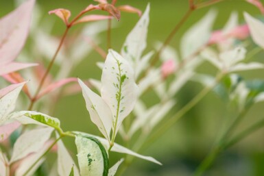 Bambou sacré Nandina domestica 'Twilight' arbuste 20-25 C2 Nandina domestica 'Twilight' arbuste 20-25 cm