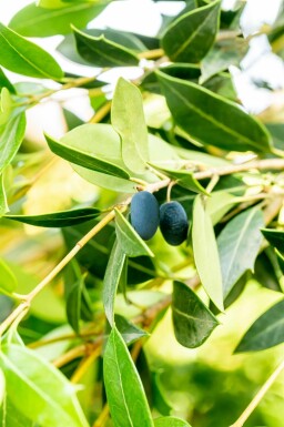 Osmanthus heterophyllus C3 40-50