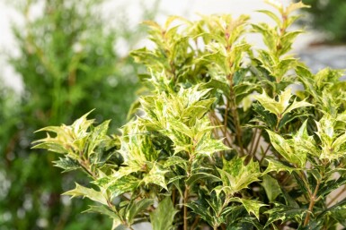 osmanthe hétérophylle Osmanthus heterophyllus 'Goshiki' arbuste Osmanthus heterophyllus 'Goshiki' arbuste