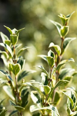 osmanthe hétérophylle Osmanthus heterophyllus 'Variegatus' arbuste Osmanthus heterophyllus 'Variegatus' arbuste