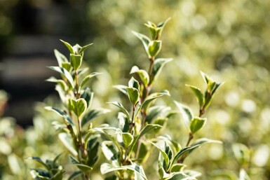 osmanthe hétérophylle Osmanthus heterophyllus 'Variegatus' arbuste Osmanthus heterophyllus 'Variegatus' arbuste