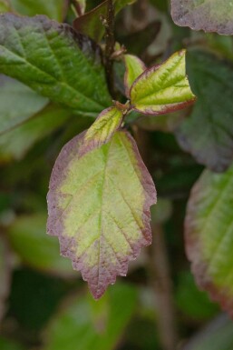 Arbre de fer Parrotia persica 'Persian Spire' arbuste 40-60 C3 Parrotia persica 'Persian Spire' arbuste 40-60 cm