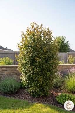 Parrotia persica 'Persian Spire' arbuste 125-150 cm
