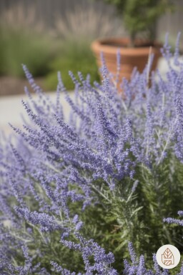 Perovskia atriplicifolia 'Little Spire' arbuste 30-40 cm