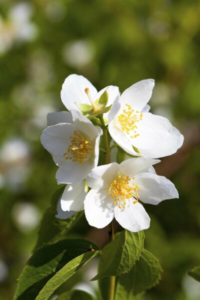 Seringat Philadelphus coronarius arbuste 40-60 C3 Philadelphus coronarius arbuste 40-60 cm