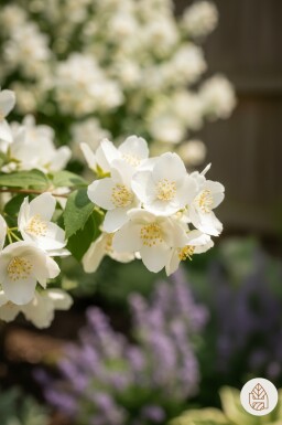 Philadelphus 'Lemoinei' arbuste 40-50 cm
