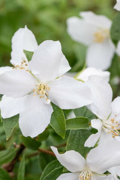 Seringat Philadelphus 'Manteau d'Hermine' arbuste 40-50 C3 Philadelphus 'Manteau d'Hermine' arbuste 40-50 cm
