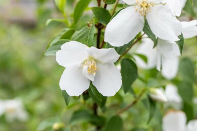 Seringat Philadelphus 'Manteau d'Hermine' arbuste 40-50 C3 Philadelphus 'Manteau d'Hermine' arbuste 40-50 cm