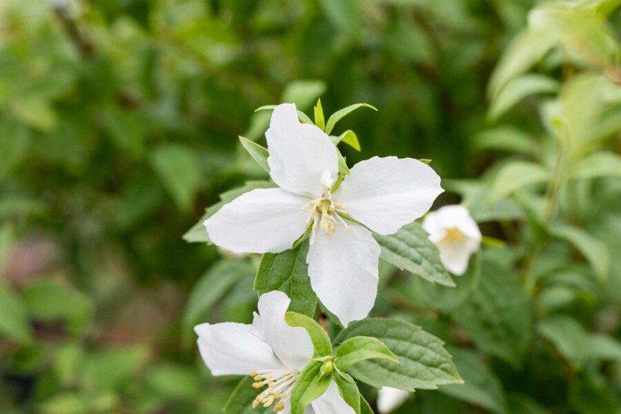 Seringat Philadelphus 'Manteau d'Hermine' arbuste 40-50 C3 Philadelphus 'Manteau d'Hermine' arbuste 40-50 cm