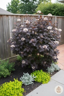 Physocarpus opulifolius 'Diabolo' arbuste 50-60 cm