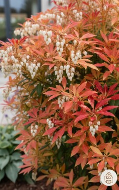 Pieris 'Forest Flame' arbuste 25-30 cm