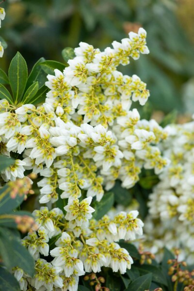 Pieris japonica C7,5 50-60