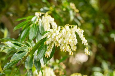 Pieris japonica C7,5 50-60