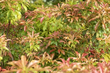 Pieris japonica C7,5 50-60