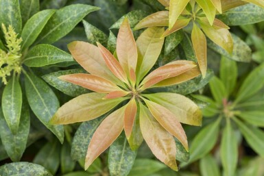 Pieris japonica C7,5 50-60
