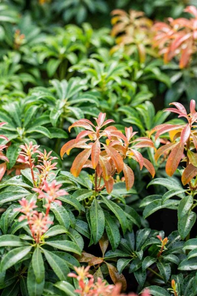 Andromède du japon Pieris japonica 'Bonfire' arbuste 30-40 C5 Pieris japonica 'Bonfire' arbuste 30-40 cm