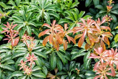Pieris japonica 'Bonfire' C5 30-40