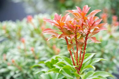 Pieris japonica 'Bonfire' C5 30-40