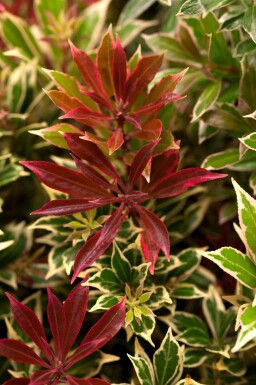 piéris du Japon Pieris japonica 'Carnaval' arbuste Pieris japonica 'Carnaval' arbuste